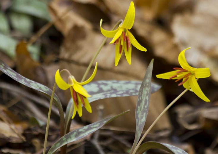 Erythronium americanum, Yellow Trout Lily, Yellow Dog's Tooth Violet, Yellow Adder’s Tongue, Yellow Fawn Lily , Yellow flowers, shade perennials